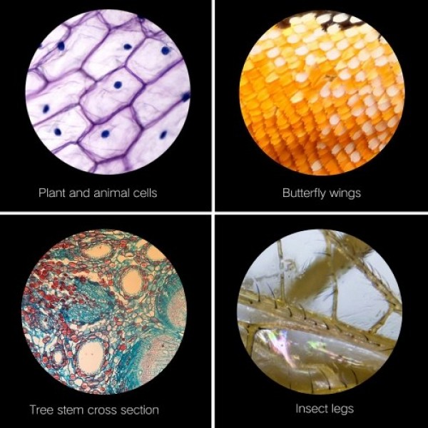 64X-2400X Monocular Optical Microscope Elementary School Children Science Experimental Biology Teaching Microscope Children Birt